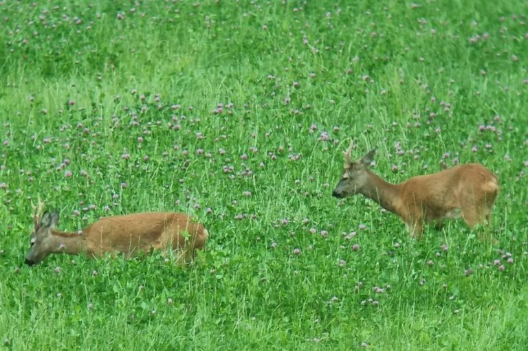 Wildfleisch auf eigener Jagd