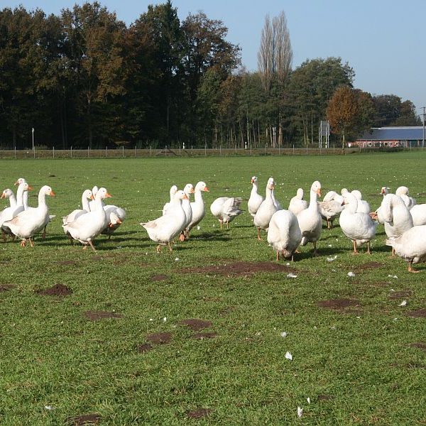 Enten und Hühnerware