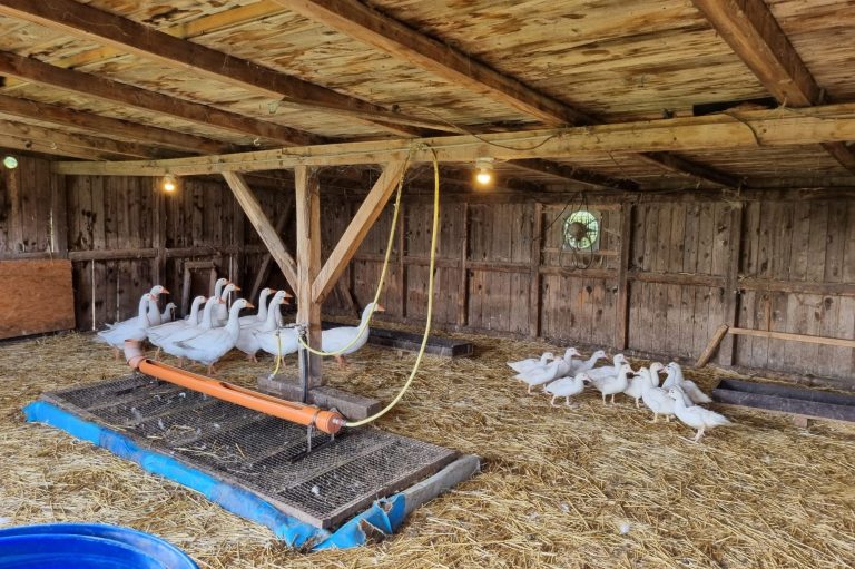 Gänse auf unserem Geflügelhof in Wettringen